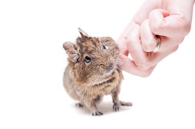 degu veya beyaz üzerine fırça kuyruklu fare