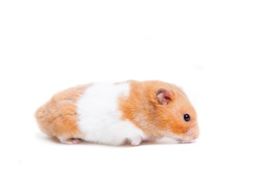 Altın hamster üzerinde beyaz izole