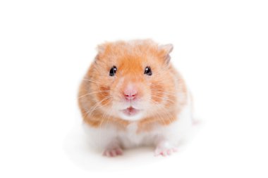 Altın hamster üzerinde beyaz izole