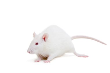 White laboratory rat on white clipart