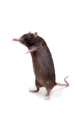 naturliga lök torkning utanför. jordbruks bakgrund