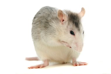 White laboratory rat on white clipart