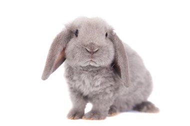 Grey lop-eared rabbit rex breed clipart
