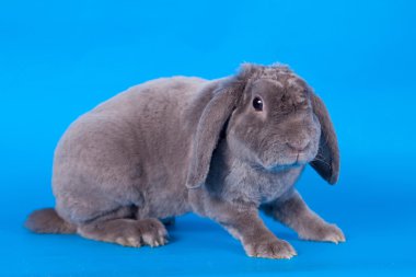 Grey lop-eared rabbit rex breed on blue clipart