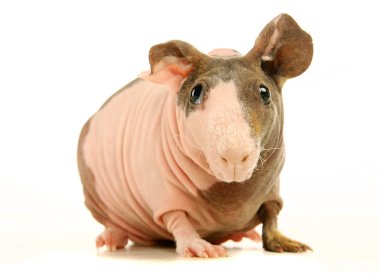 Hairless Guinea Pig isolated on white clipart
