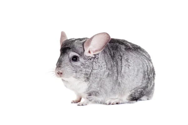 Chinchilla aislada sobre blanco — Foto de Stock