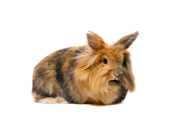 Bunny on the white background — Stock Photo, Image