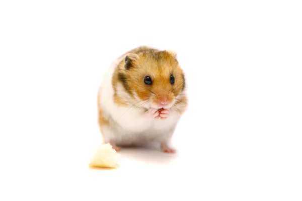 Gyllene hamster isolerad på vit — Stockfoto