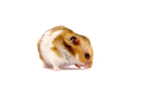 Hamster dourado isolado em branco — Fotografia de Stock