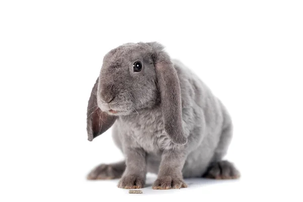 Grey lop-eared rabbit rex breed — Stock Photo, Image