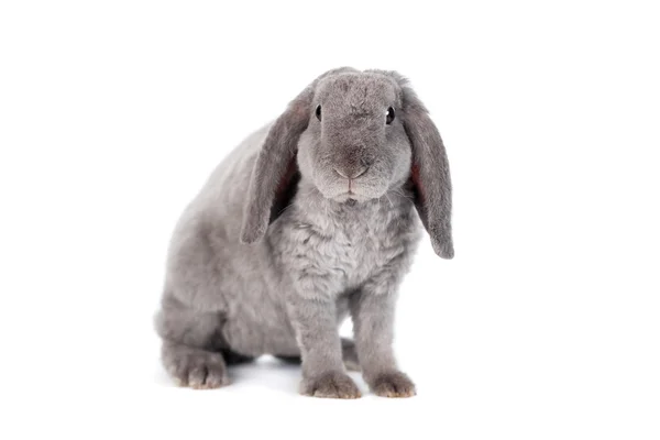 Gri lop-eared tavşan Rex doğurmak — Stok fotoğraf