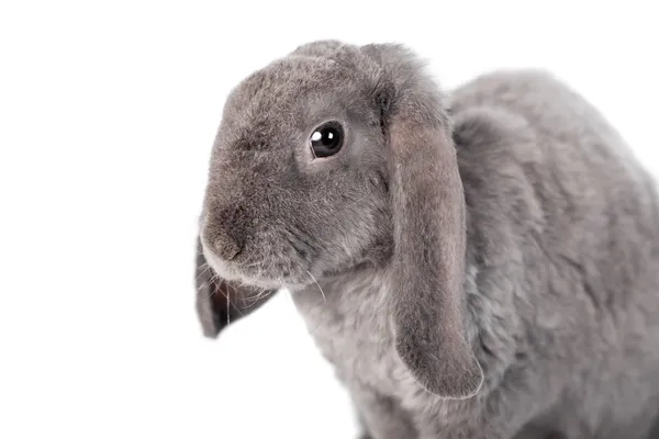 Сірий лопатевий кролик рекс породи — стокове фото