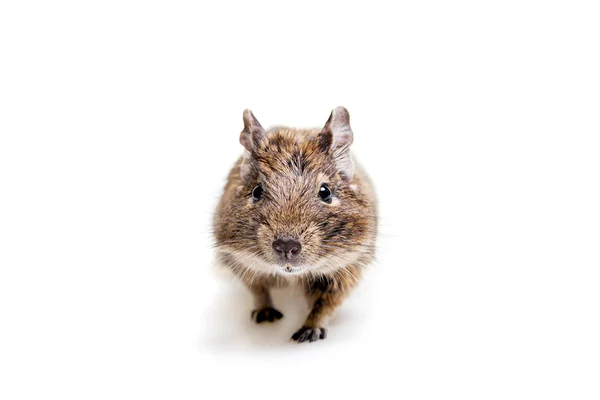 O Degu ou Rato de cauda de escova, em branco — Fotografia de Stock