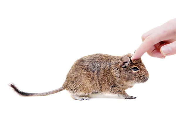 Degu veya beyaz üzerine fırça kuyruklu fare — Stok fotoğraf