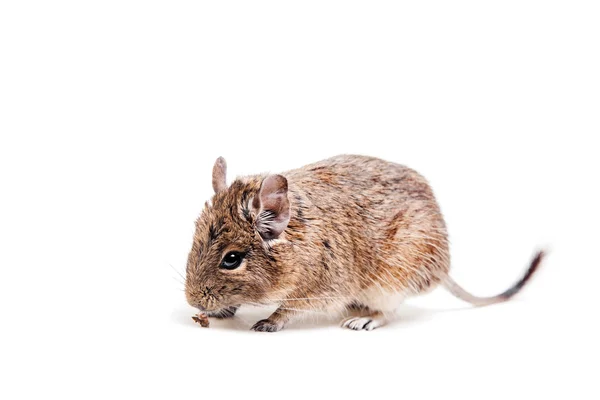 Osmák nebo štětec sledoval krysu, na bílém pozadí — Stock fotografie