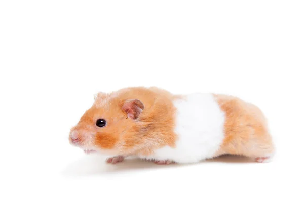 Gyllene hamster isolerad på vit — Stockfoto