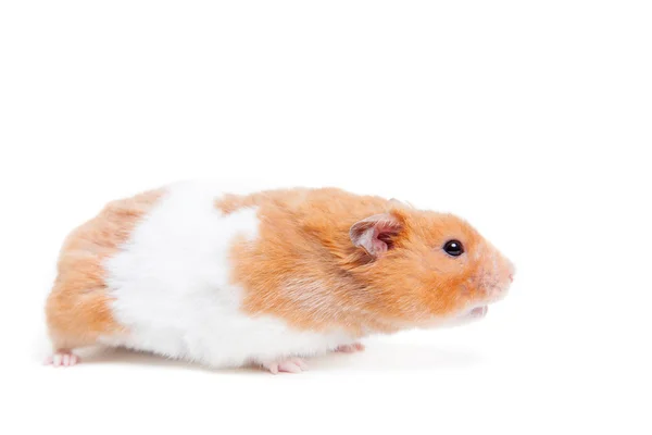 Gyllene hamster isolerad på vit — Stockfoto