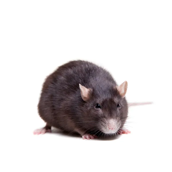 Rat, 3 year old on white — Stock Photo, Image