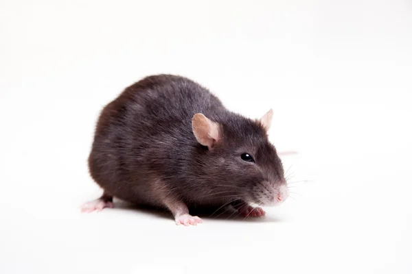 Rat, 3 year old on white — Stock Photo, Image