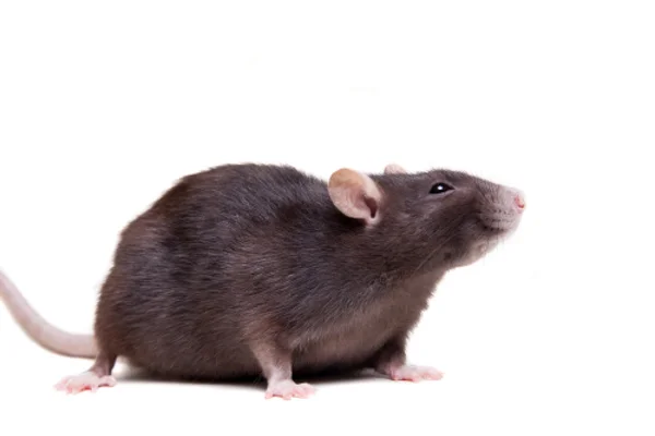 Крыса, 3 года на белом — стоковое фото