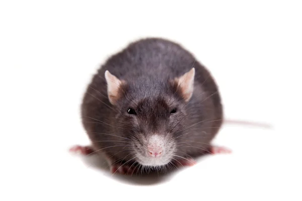 Rat, 3 year old on white — Stock Photo, Image
