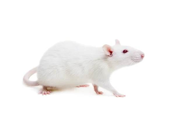 Laboratorium biały szczur na biały — Zdjęcie stockowe