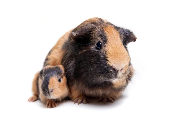 Mother Guinea Pig and her baby — Stock Photo, Image