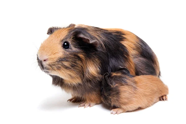 Mother Guinea Pig and her baby — Stock Photo, Image