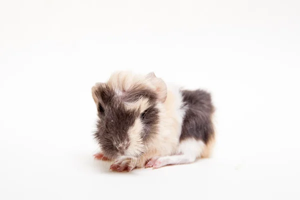ギニア豚の赤ちゃん — ストック写真
