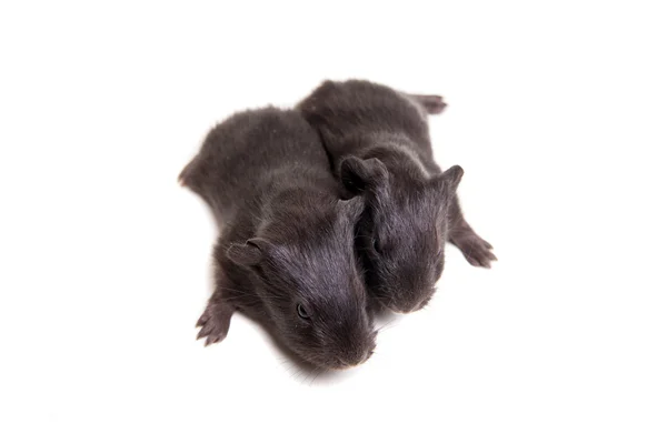 Deux bébés cochons de Guinée noire — Photo