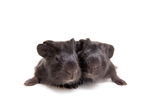 Zwei schwarze Meerschweinchenbabys — Stockfoto