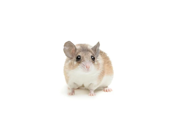 Eastern or arabian spiny mouse, Acomys dimidiatus — Stock Photo, Image