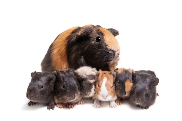 Meerschweinchenmutter und ihre sechs Babys — Stockfoto