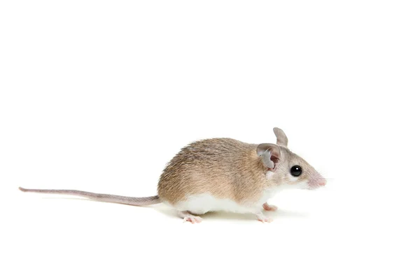 Rato espinhoso oriental ou árabe, Acomys dimidiatus — Fotografia de Stock