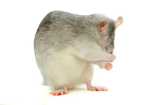 Witte laboratorium rat op wit — Stockfoto