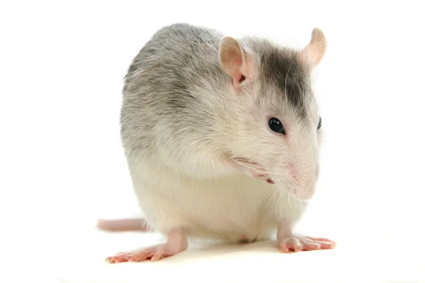 Rata blanca de laboratorio sobre blanco — Foto de Stock