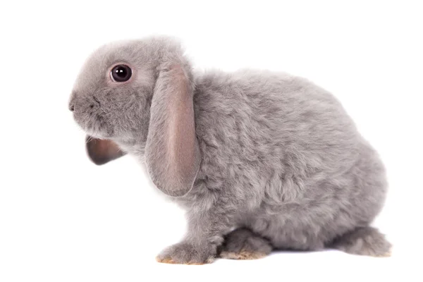 Grey lop-eared rabbit rex breed — Stock Photo, Image