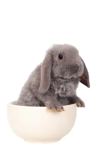 Сірий лопатевий кролик рекс породи — стокове фото