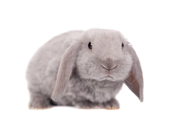 Grey lop-eared rabbit rex breed — Stock Photo, Image