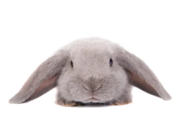 Kaninchenrasse mit grauen Schlappohren — Stockfoto