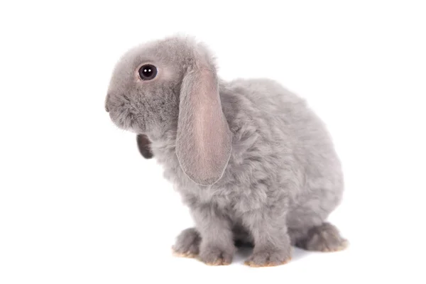 Grey lop-eared rabbit rex breed — Stock Photo, Image