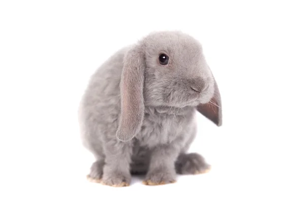 Grey lop-eared rabbit rex breed — Stock Photo, Image