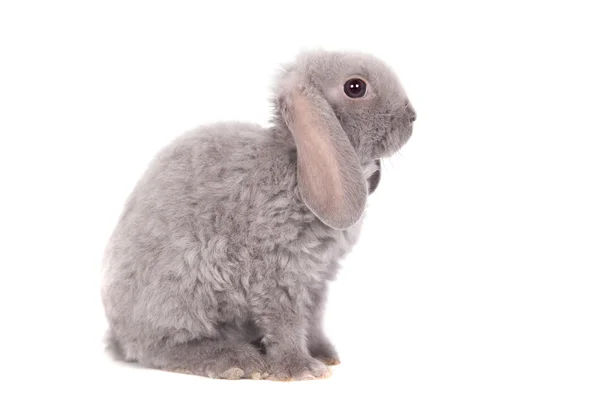 Kaninchenrasse mit grauen Schlappohren — Stockfoto