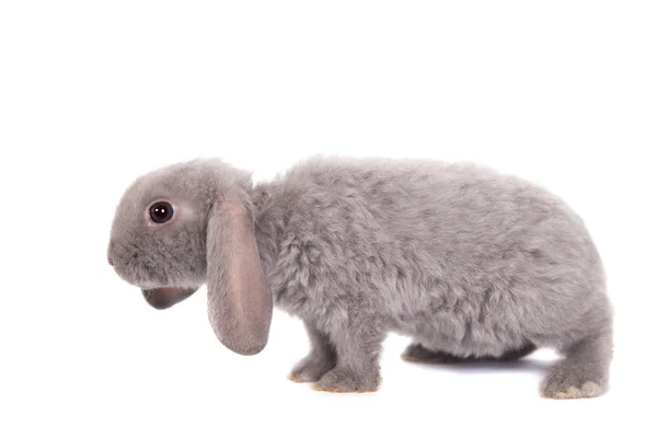 Grey lop-eared rabbit rex breed — Stock Photo, Image