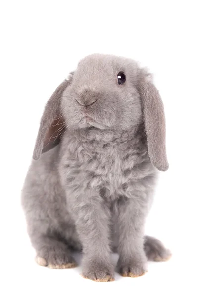 Grey lop-eared rabbit rex breed — Stock Photo, Image