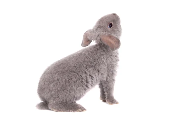 Grey lop-eared rabbit rex breed — Stock Photo, Image