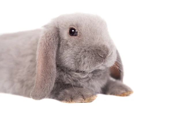 Grey lop-eared rabbit rex breed — Stock Photo, Image