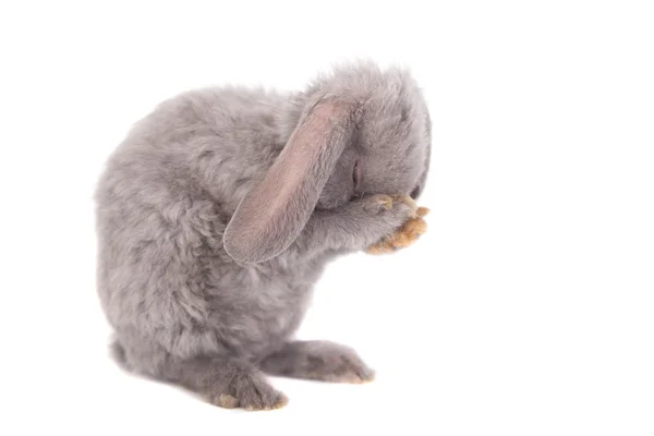 Grey lop-eared rabbit rex breed — Stock Photo, Image