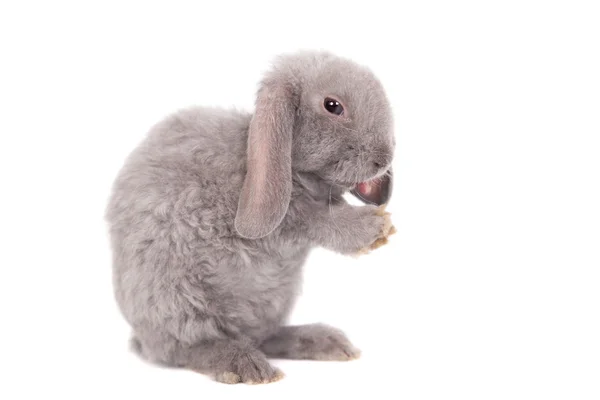 Grey lop-eared rabbit rex breed — Stock Photo, Image