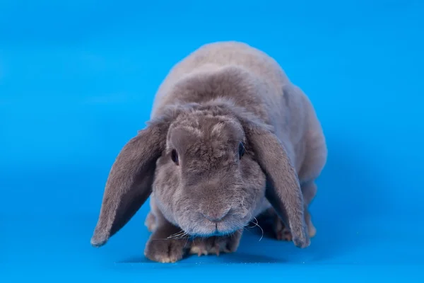 Lapin gris à oreilles nouées rex race sur bleu — Photo